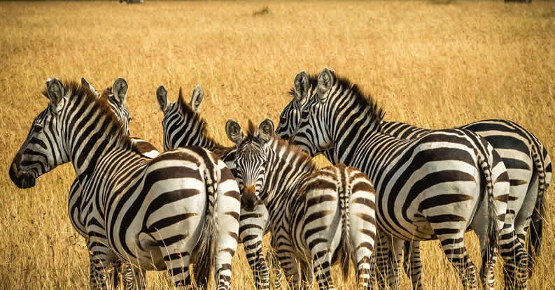 3-Days-Masai-Mara-Safari_2