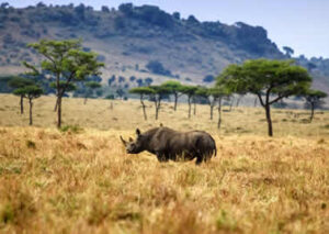 4 Tage Nakuru & Mara Safari