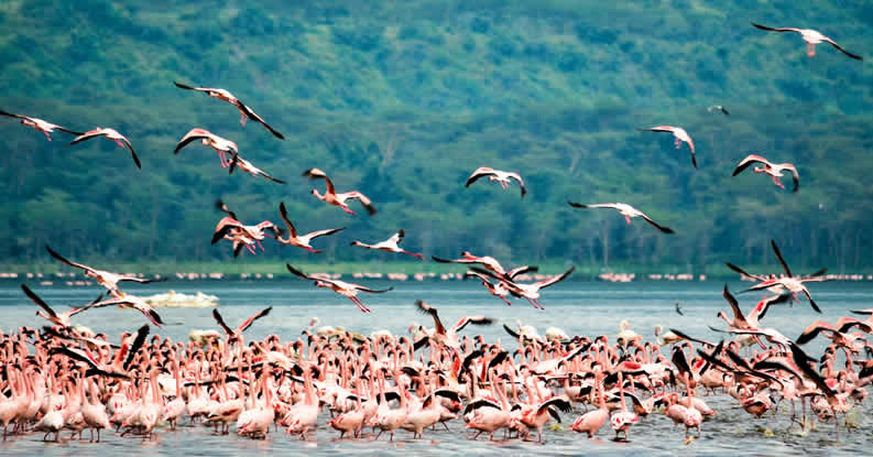 4-Days-Lake-Nakuru-National-Park-and-Masai-Mara-Game-Reserve_2