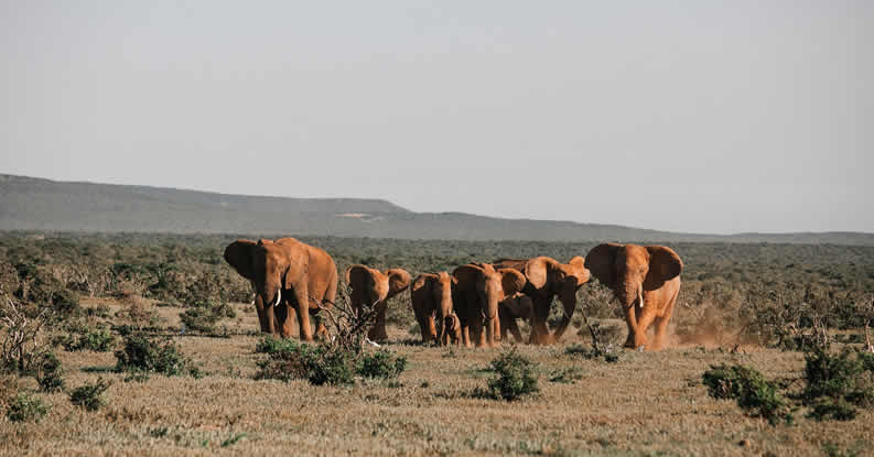 5-Days-Amboseli-Tsavo-West-And-Tsavo-East_1