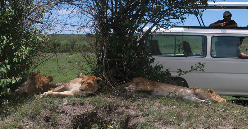 Masai Mara Simba 002