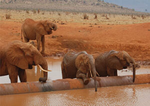 2 Tage Tsavo Ost Safari