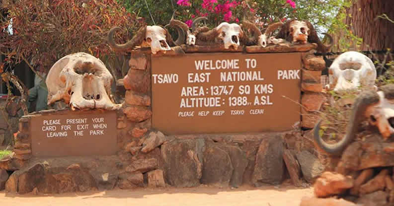 elephant_africa_african_elephant_kenya_tsavo.jpg