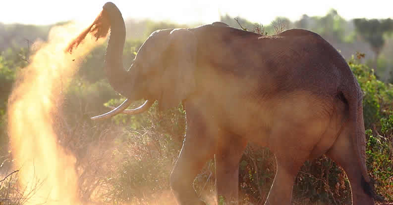 elephant_africa_african_elephant_kenya_tsavo_1.jpg