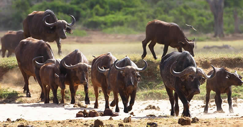 elephant_africa_african_elephant_kenya_tsavo_2.jpg