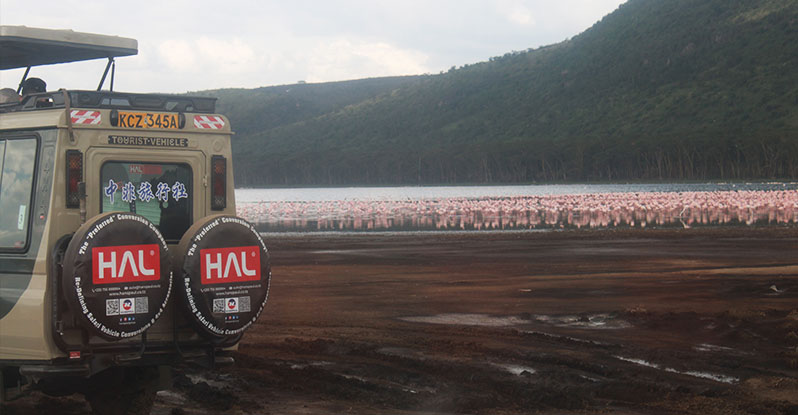 nakuru flamingoes 01