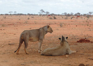 3 Tage Tsavo & Amboseli