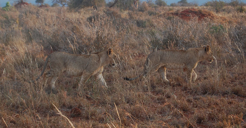 simba cubs 01